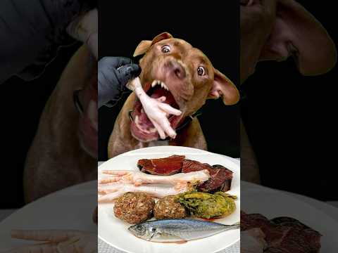 食欲が止まらないピットブル(YouTube)