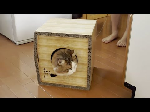 飛び乗る歩幅がギリギリな猫(YouTube)