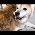 甘えたい猫のために不器用柴犬のとった行動が優しすぎました…。(YouTube)
