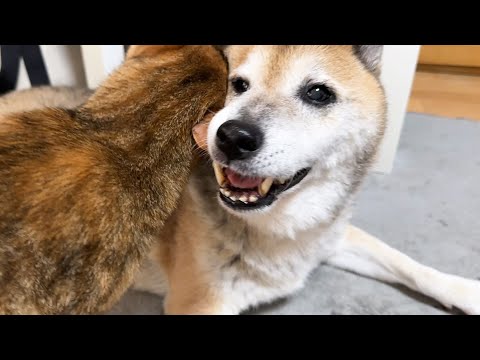 甘えたい猫のために不器用柴犬のとった行動が優しすぎました…。(YouTube)