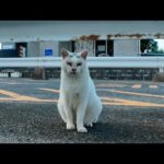 夕方漁港に行くと猫集まってきた(YouTube)