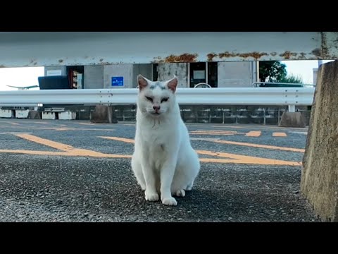 夕方漁港に行くと猫集まってきた(YouTube)