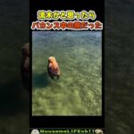 流木かと思ったら、ただの熊だった😂【おもしろ動物】 #funny(YouTube)