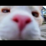 猫島の路地裏パトロールに同行！猫の秘密の散歩に付いていった(YouTube)
