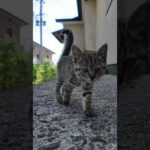 モフられに来る子猫…癒しが過ぎる🐱💖(YouTube)