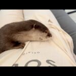 寝てるカワウソ、猫、子猫が一斉に目を覚ました！ The sleeping otter, cat, and kitten all woke up at once!(YouTube)