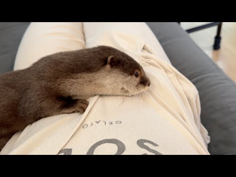 寝てるカワウソ、猫、子猫が一斉に目を覚ました！ The sleeping otter, cat, and kitten all woke up at once!(YouTube)
