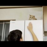 息子の成長っぷりに想像以上にビックリしてしまった猫(YouTube)