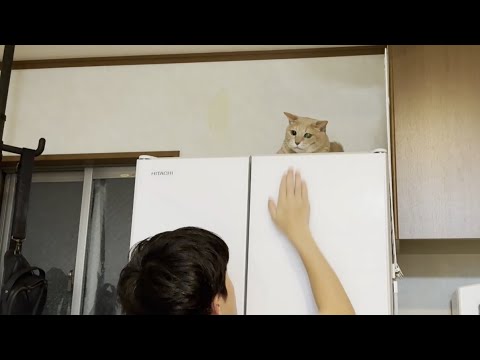 息子の成長っぷりに想像以上にビックリしてしまった猫(YouTube)