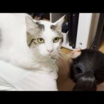 娘の背中に乗ってうなじを見て「エエ匂い」って思ってそうな猫(YouTube)