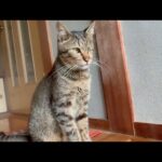 あいつだけには負けられん(YouTube)