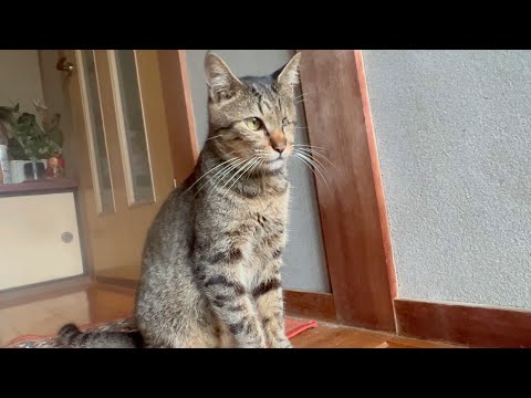 あいつだけには負けられん(YouTube)
