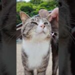 猫島に着いてフェリーを降りると港の猫たちが出迎えてくれます(YouTube)