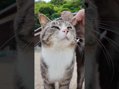 猫島に着いてフェリーを降りると港の猫たちが出迎えてくれます(YouTube)