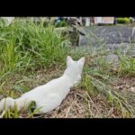 感動猫動画 のライブ配信(YouTube)