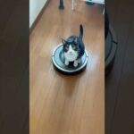 ねぇ見て、コレ、私の移動手段(YouTube)