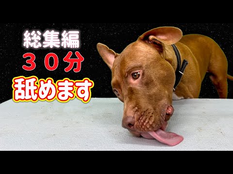 超マニア向け!ピットブルがひたすら舐める音が気持ちいい(YouTube)