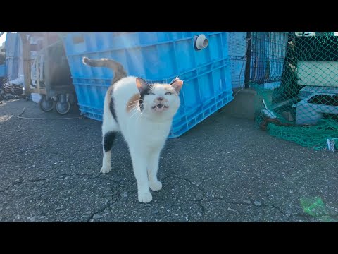 漁港に行くといつものハート模様の三毛猫が甘えにきた🐾💖(YouTube)