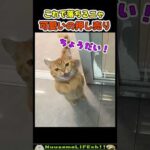 飼い主の落とし方をわかってる猫【ネコ】#猫 #cat(YouTube)