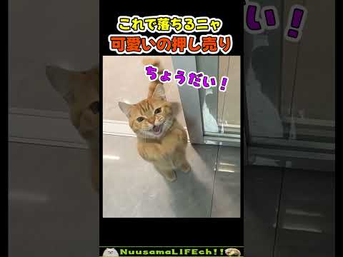 飼い主の落とし方をわかってる猫【ネコ】#猫 #cat(YouTube)