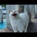 切符売り場前で叫ぶ猫「開けろニャーー!!!」(YouTube)