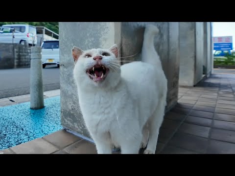 切符売り場前で叫ぶ猫「開けろニャーー!!!」(YouTube)