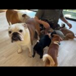 【ご報告あり】ママ帰宅に喜び爆発の子犬５匹✖ブル２匹！！「触って♪」の大渋滞が起こるようになりました(笑)(YouTube)