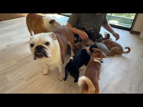 【ご報告あり】ママ帰宅に喜び爆発の子犬５匹✖ブル２匹！！「触って♪」の大渋滞が起こるようになりました(笑)(YouTube)