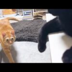 ちゃんと自分のお名前を理解している猫たちは必ずお返事してくれます(YouTube)