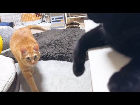 ちゃんと自分のお名前を理解している猫たちは必ずお返事してくれます(YouTube)