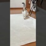 右へ左へユッサユッサ(YouTube)