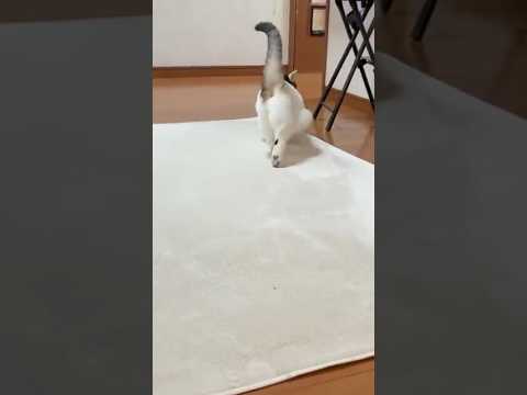 右へ左へユッサユッサ(YouTube)