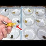 【え？】孵化したカメ達の中に変な個体が混ざっていました…(YouTube)