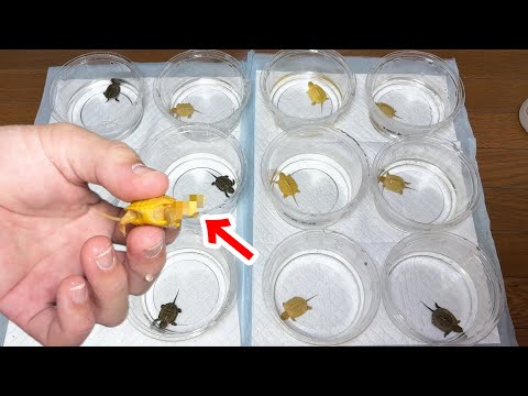 【え？】孵化したカメ達の中に変な個体が混ざっていました…(YouTube)