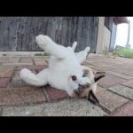 人間の前でゴロンゴロンと転げ回って甘えてくる猫達(YouTube)