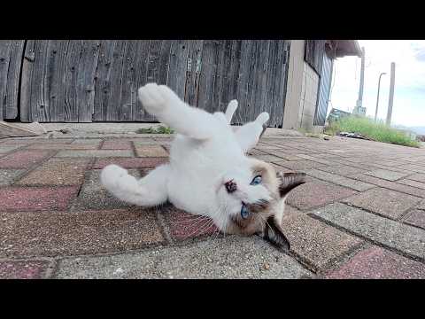 人間の前でゴロンゴロンと転げ回って甘えてくる猫達(YouTube)