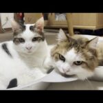 猫鍋に入りたいと思ったら強引に奪い取るジャイアンみたいな猫(YouTube)