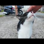 猫島の漁港で軽トラの下から猫がひょっこり出てきてモフられに来た！(YouTube)