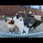 島に上陸すると、みんなで集まって大歓迎してくれる猫軍団(YouTube)