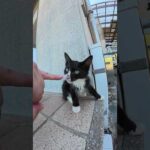 子猫ちゃんが小指を噛んできた #猫 #ねこ #cat(YouTube)