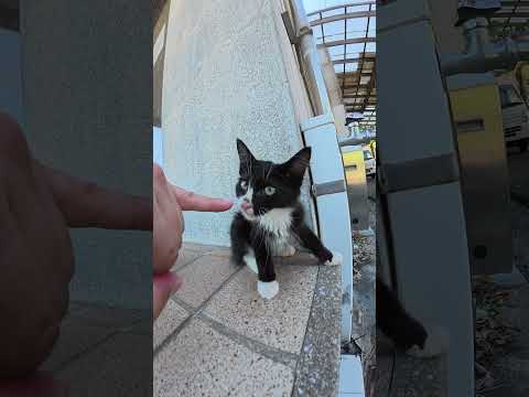 子猫ちゃんが小指を噛んできた #猫 #ねこ #cat(YouTube)
