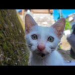 猫島の漁港近くの自転車置き場にいた子猫がかわいすぎた(YouTube)