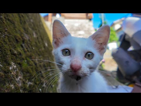 猫島の漁港近くの自転車置き場にいた子猫がかわいすぎた(YouTube)