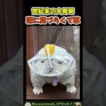 めっちゃ邪魔で草【犬】 #犬 #dog(YouTube)