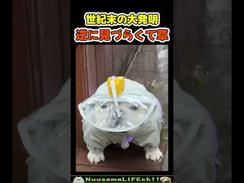 めっちゃ邪魔で草【犬】 #犬 #dog(YouTube)