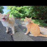 クリーム猫と茶トラ猫の仲良しコンビが頬っぺたをスリスリする(YouTube)