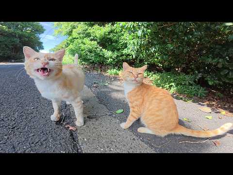 クリーム猫と茶トラ猫の仲良しコンビが頬っぺたをスリスリする(YouTube)
