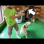 美味しすぎる種なしスイカを前にテンションMAXなゴールデンレトリバーのきなこww(YouTube)