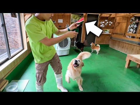美味しすぎる種なしスイカを前にテンションMAXなゴールデンレトリバーのきなこww(YouTube)