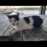 感動猫動画 のライブ配信(YouTube)
